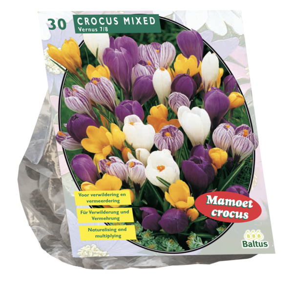 Crocus Grootbloemig, Mix per 30