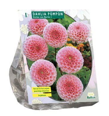 Dahlia Pompon Stolze von Berlin per 1
