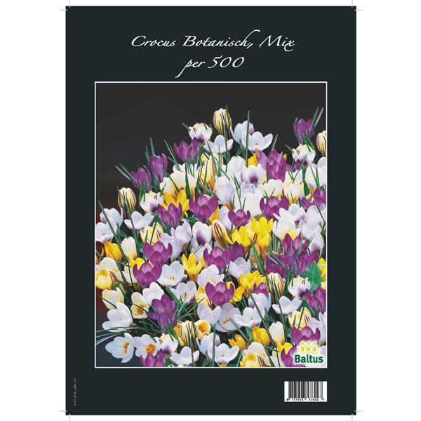 Crocus Botanisch, Mix per 500