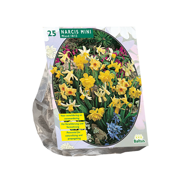 Narcis Mini Mix per 25