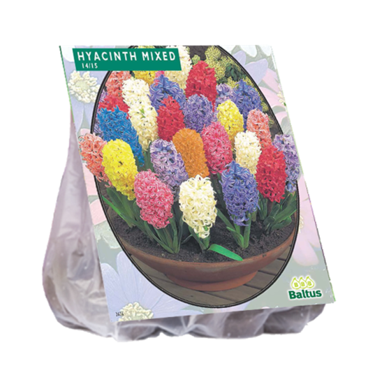 Hyacinth, Mix per 12