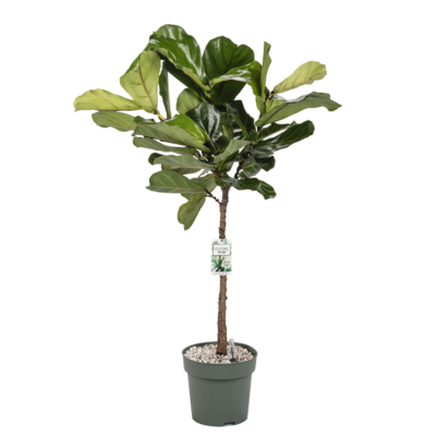 Ficus Lyrata op stam / potmaat 27