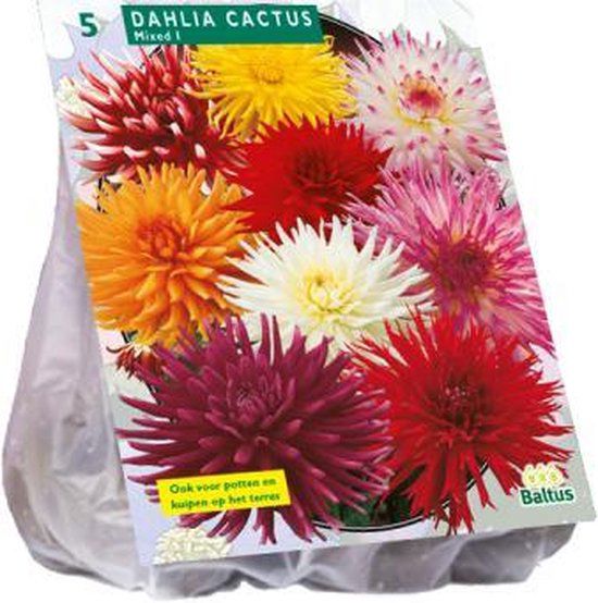 Dahlia Cactus Mixed per 3