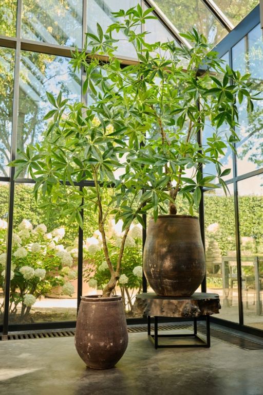 PACHIRA GROEN 180 cm