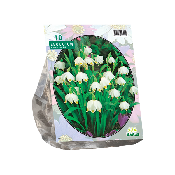 Leucojum per 10