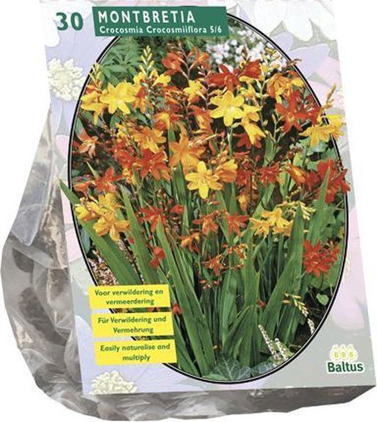 Montbretia per 30