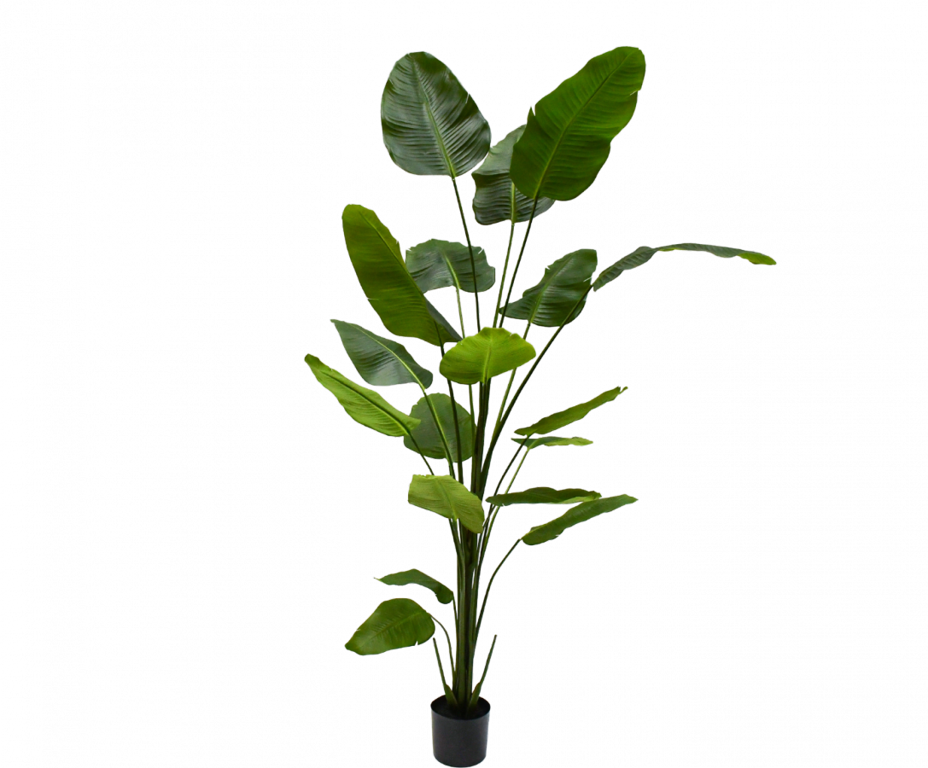STRELITZIA PLANT GROEN 240 cm