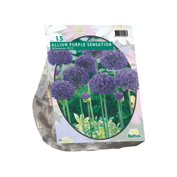 Allium Aflatunense Purple Sensation per