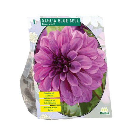 Dahlia Blue Bell per 1