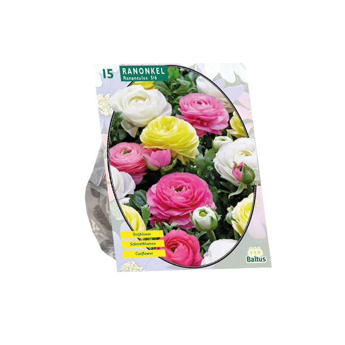 "Ranonkel, Pastel Mix per 15"
