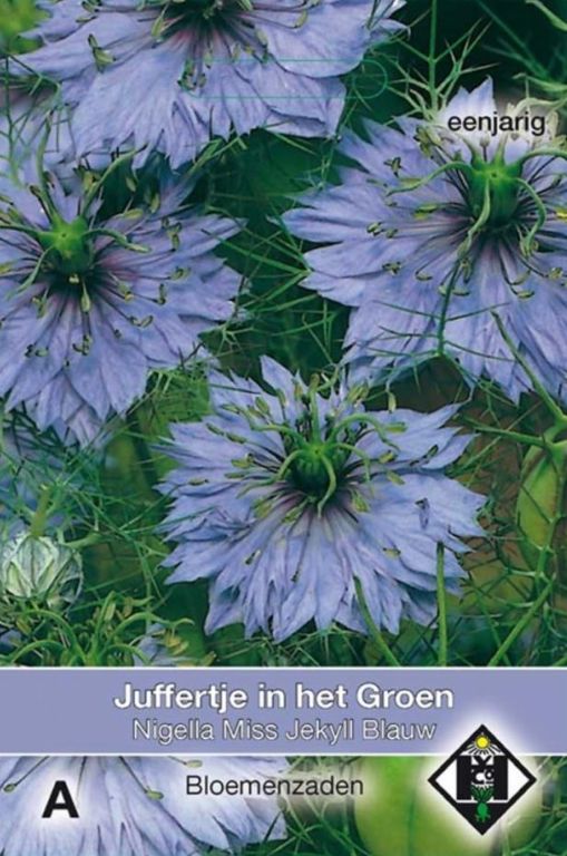 A- Nigella damas. Miss Jekyll Blauw