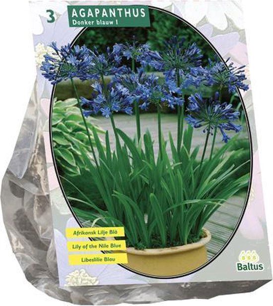 Agapanthus, Donkerblauw per 3