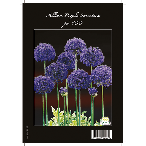 Allium Aflatunense Purple Sensation per