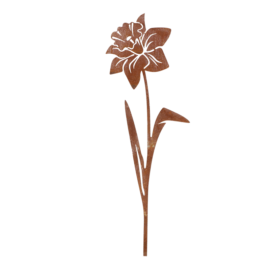 Roest tuinsteker narcis