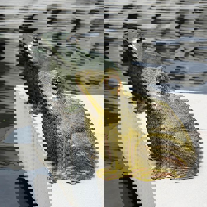 Deco Glazen kikker 28 cm jungle forest g