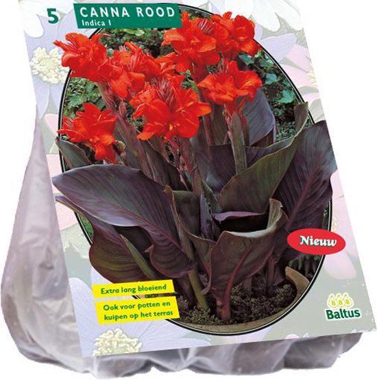 Canna donkerroodblad, Rood per 3