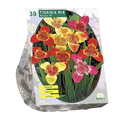 Tigridia Pavonia, Mix per 30
