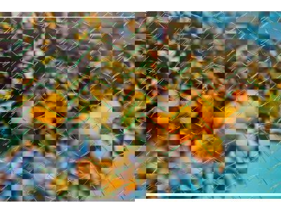 Tuinnet mono maas 6x6mm 10x4 meter