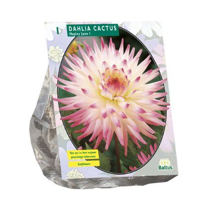Dahlia Cactus Hayley Jane per 1