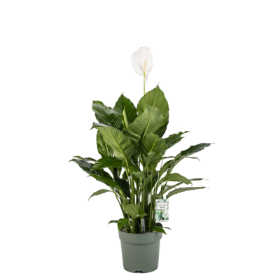Spathiphyllum Sweet Sebastiano/potm. 27