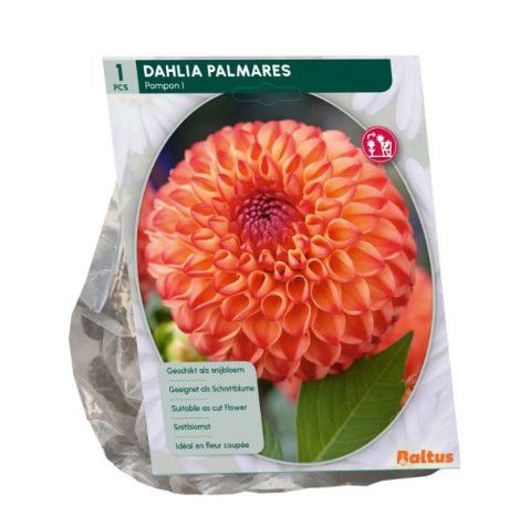 Dahlia Pompon Palmares per 1