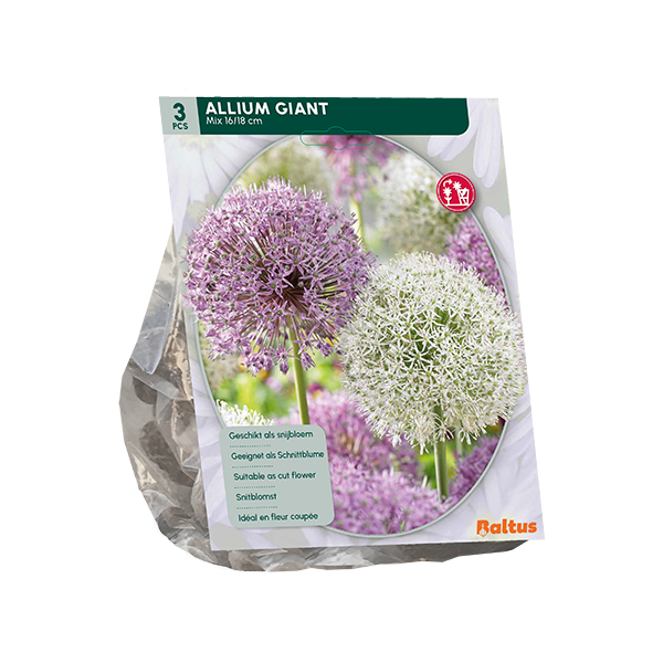 Allium Giant Mix per 3