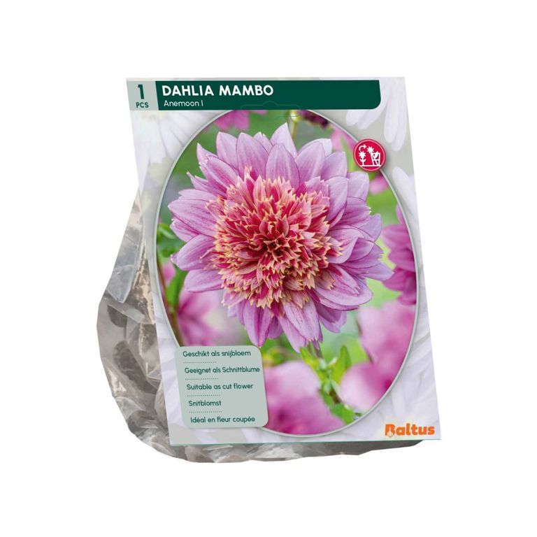 Dahlia Anemoon Mambo per 1