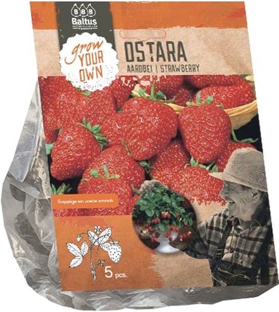 Aardbei Ostara per 5