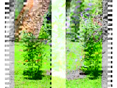 Plantstake 60x30x18cm