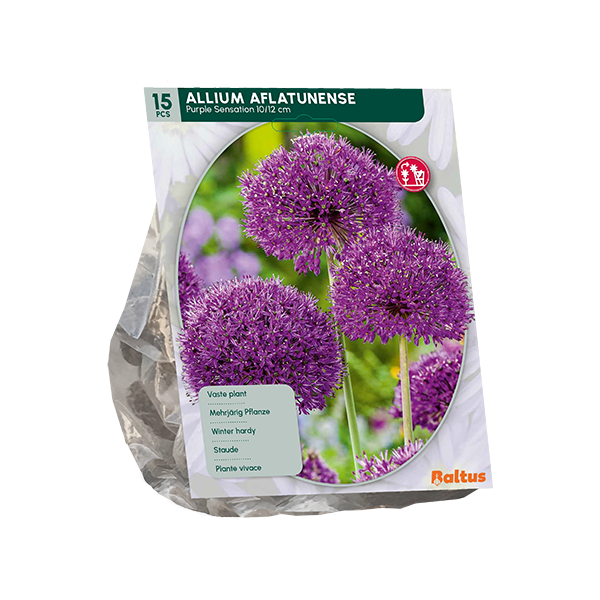 Allium Aflatunense Purple Sensation per
