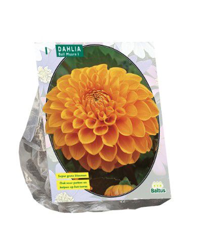 Dahlia Ball Maarn per 1
