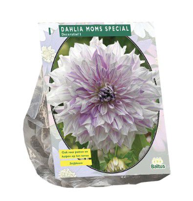 Dahlia Decoratief Mom's Special per 1