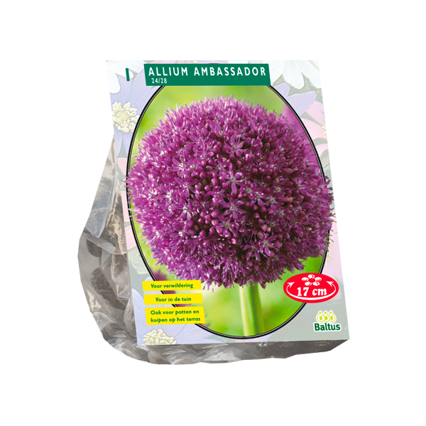 Allium Ambassador per 1