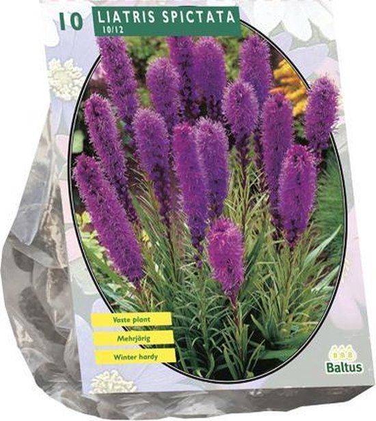 Liatris Spicata, Paars per 10