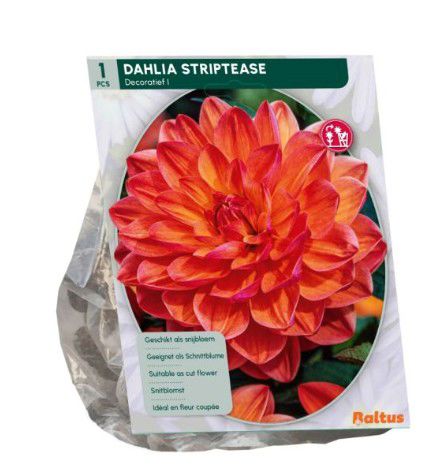 Dahlia Decoratief Striptease per 1