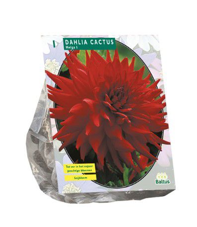Dahlia Cactus Helga per 1