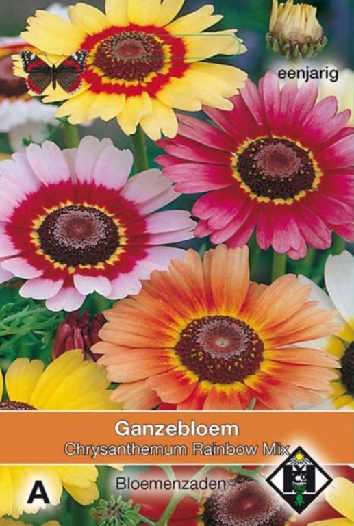 A- Chrysanthemum carinatum Rainbow Mix
