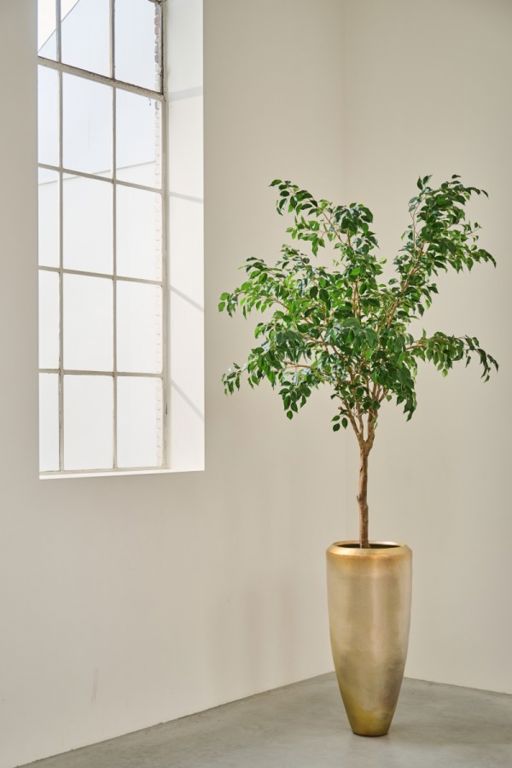 FICUS GROEN 228 cm