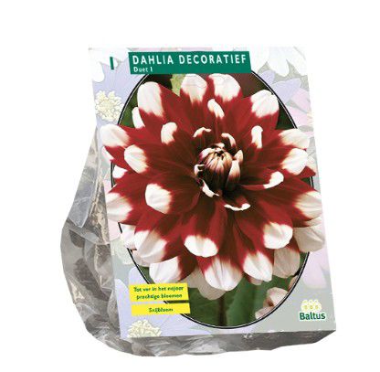 Dahlia Decoratief Duet per 1