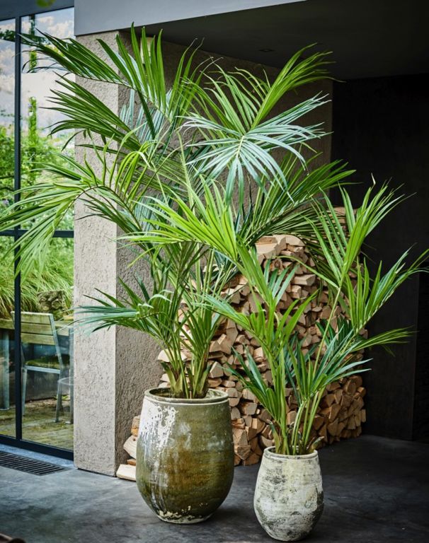 PALM GROEN 150 cm