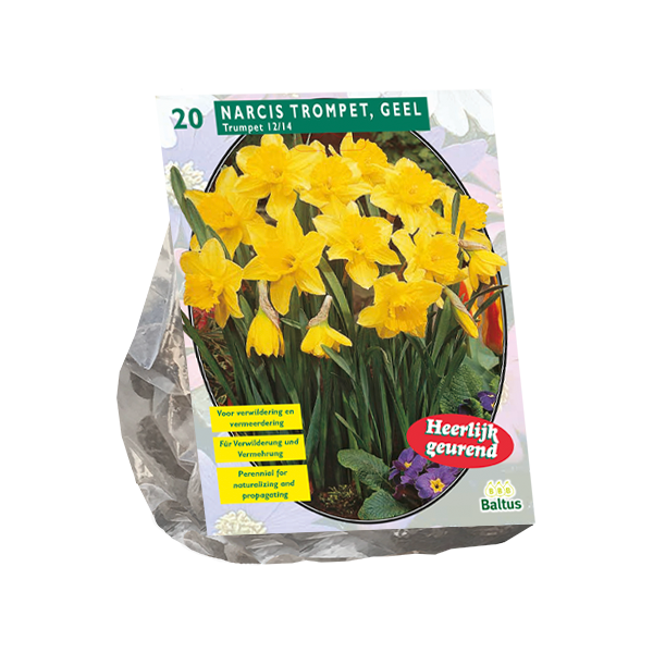 Narcis Trompet, Geel per 20