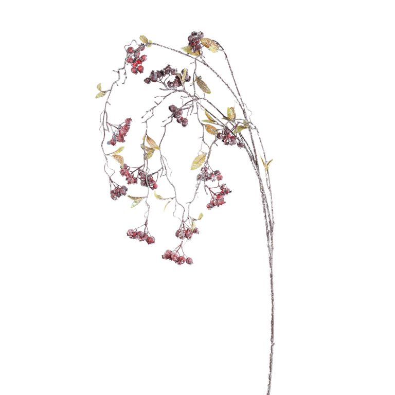 Berry Plant Rose hip berry red