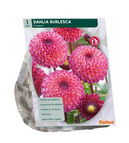 Dahlia Pompon Burlesca per 1