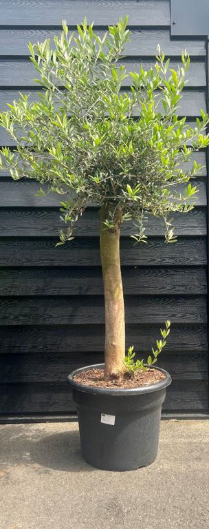 Olea europaea