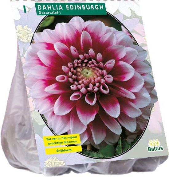 Dahlia Decoratief Edinburgh per 1
