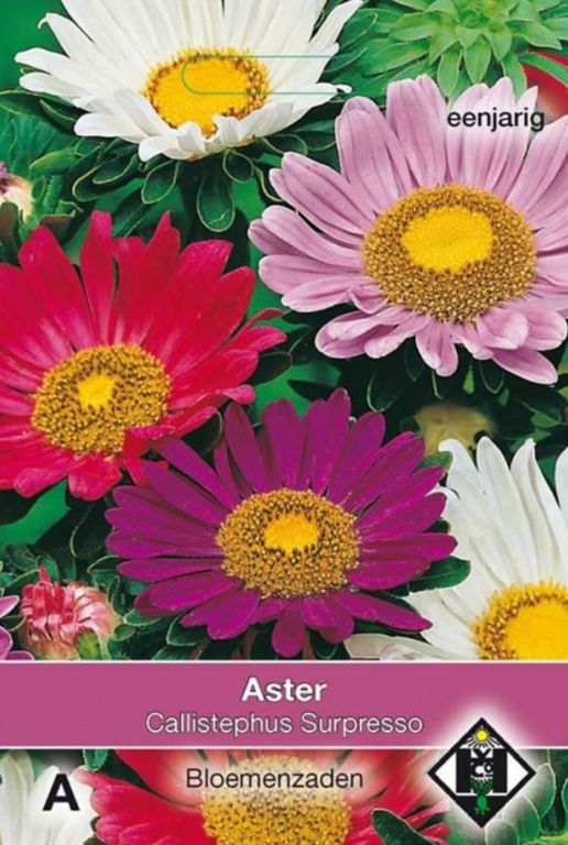 A- Aster chinensis Surpresso