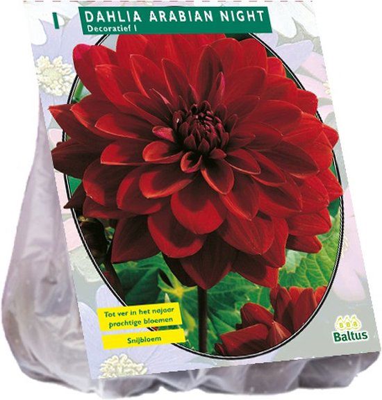 Dahlia Decoratief Arabian Night per 1