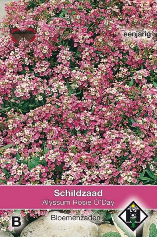B- Alyssum maritimum Rosie O'Day