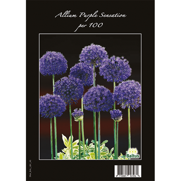 Allium Aflatunense Purple Sensation per