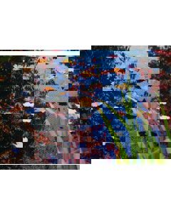 Vijver afdeknet 5x6 meter groen